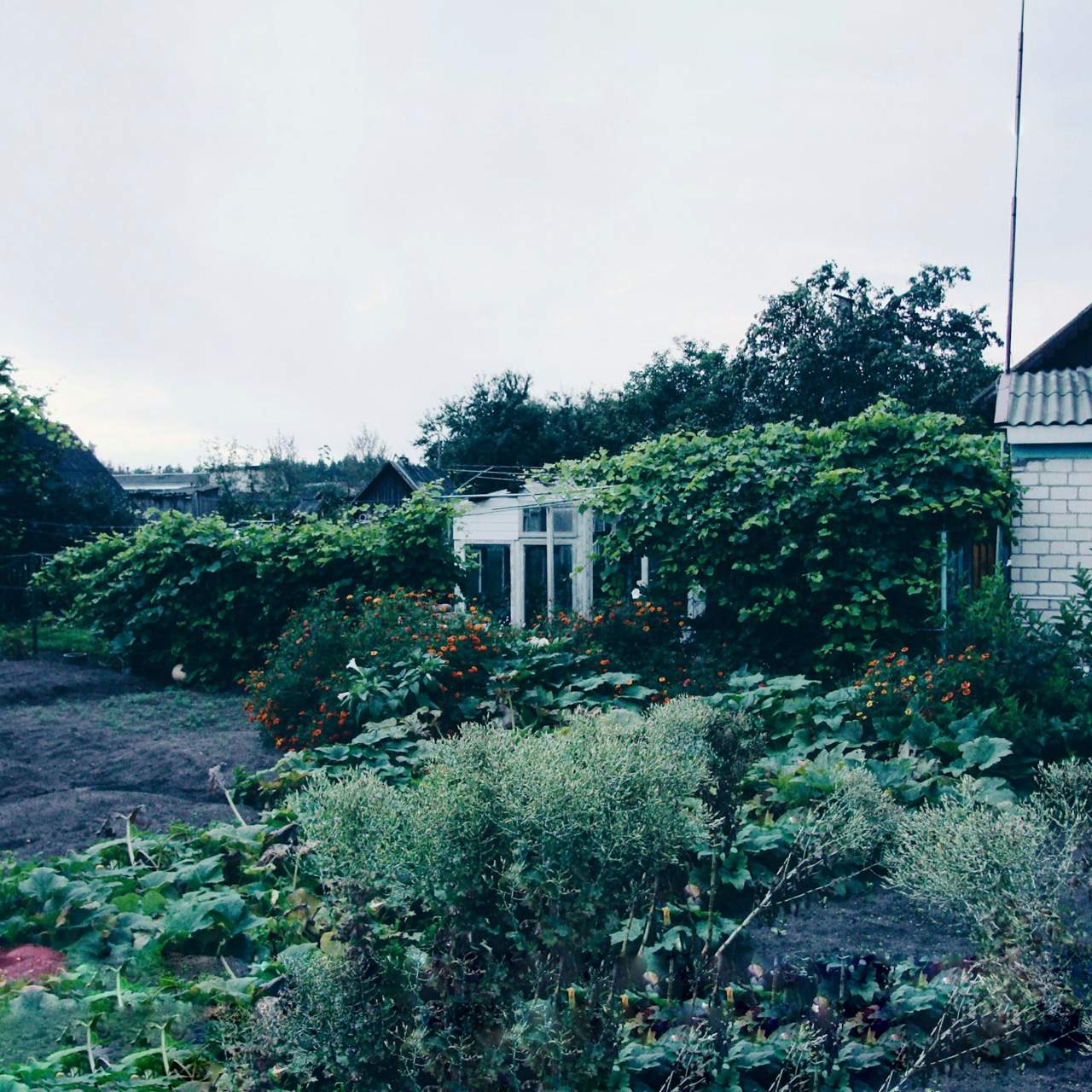 Overgrown garden and greenhouse that has gone past a regular tidy