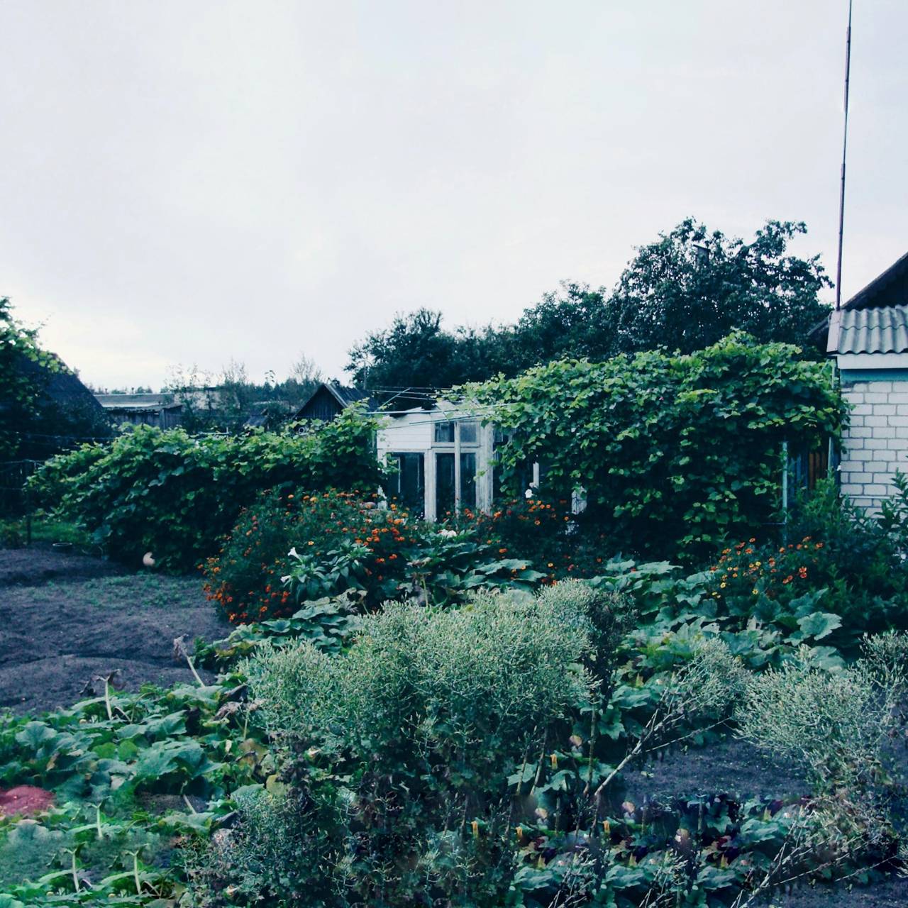 Overgrown garden and greenhouse that has gone past a regular tidy