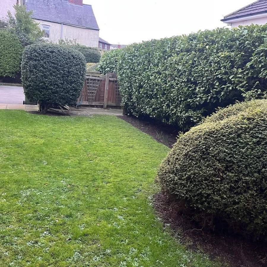 Clipped boundary hedge and topiary balls on a Wirral lawn