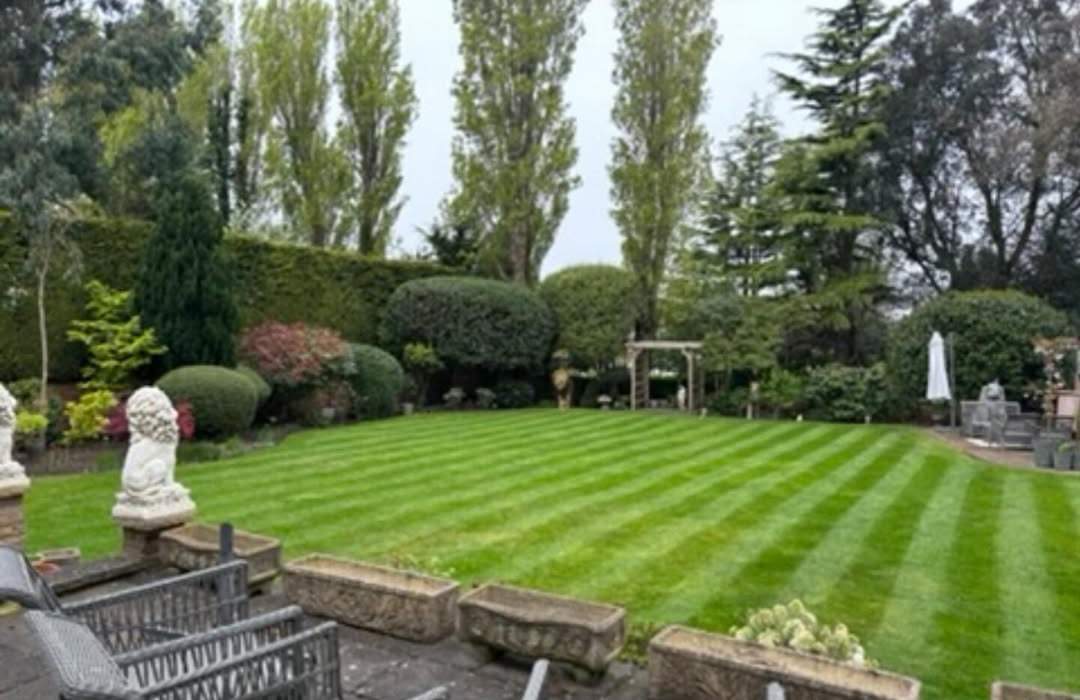 Kept Wirral garden with a striped lawn, clipped hedges and terrace planting