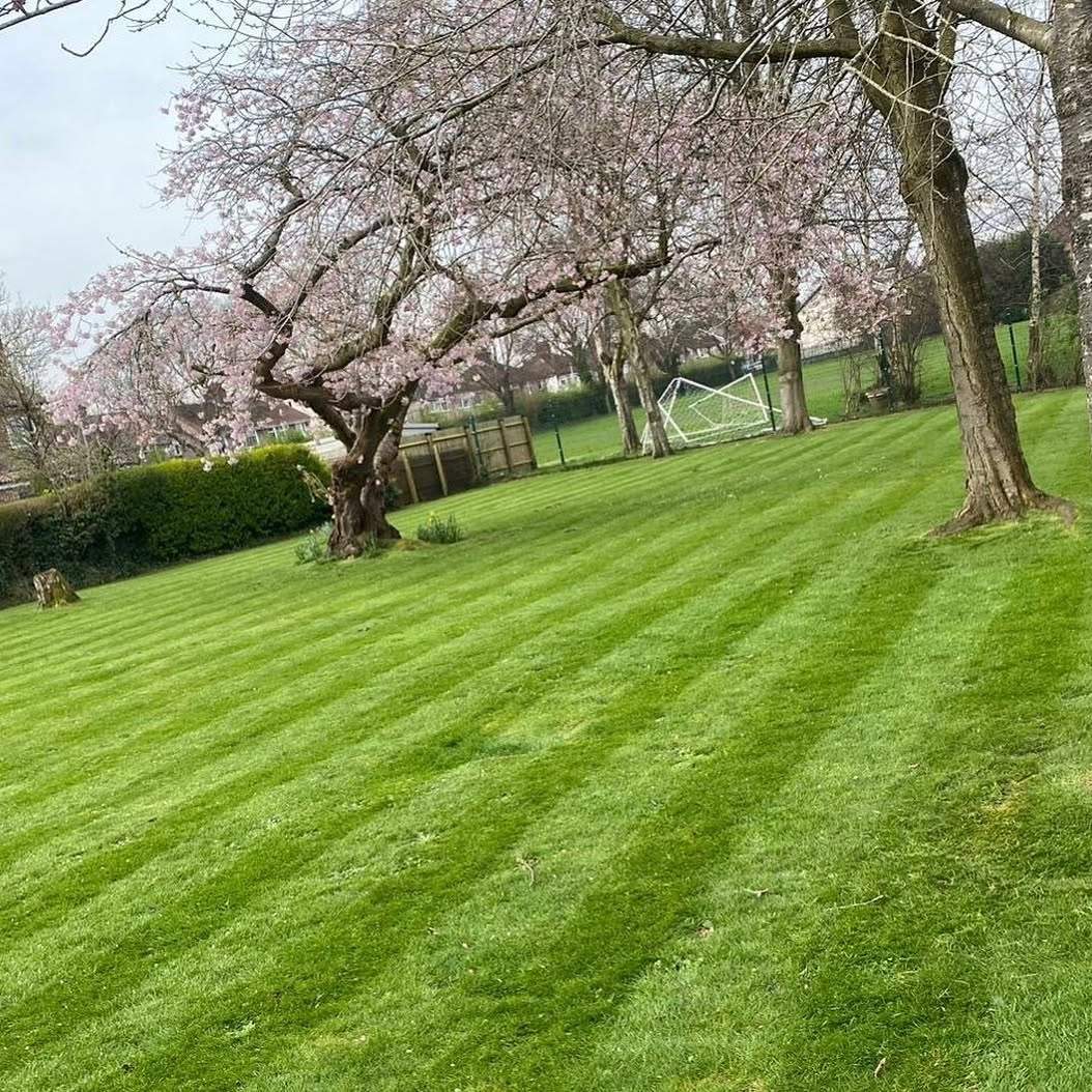 Striped Wirral lawn under a flowering cherry