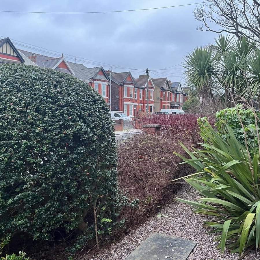Front garden planting with clipped holly, cordyline and a gravel path