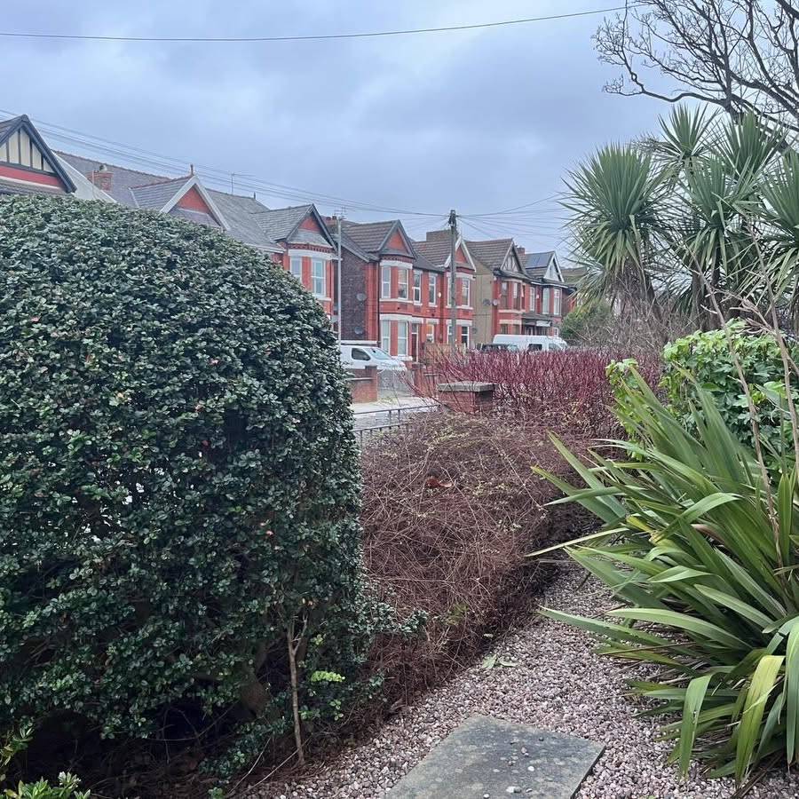 Front garden planting with clipped holly, cordyline and a gravel path